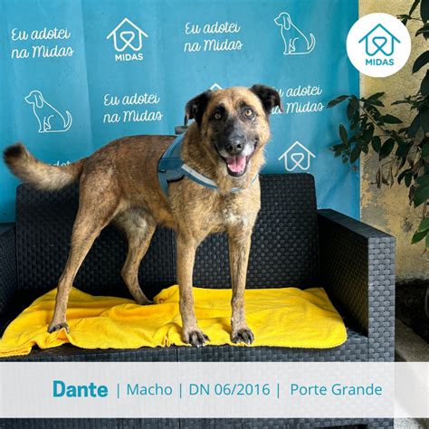 associação midas|Canídeos para Adoptar .